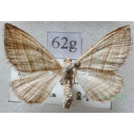 Phibalapteryx virgata (Hufnagel, 1767) Siepacz dziewiczak Czech62g
